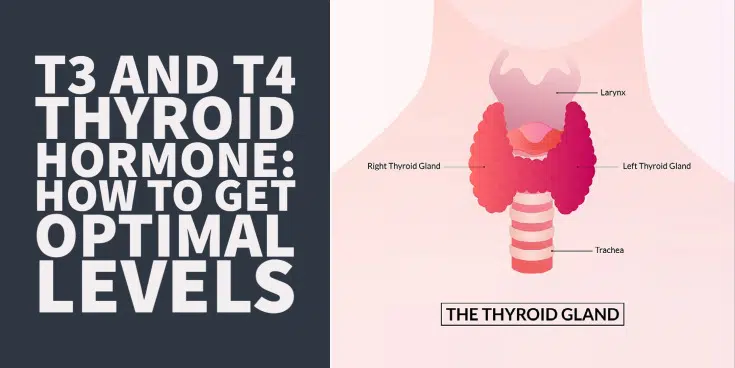 T3 and T4 Thyroid hormone guide