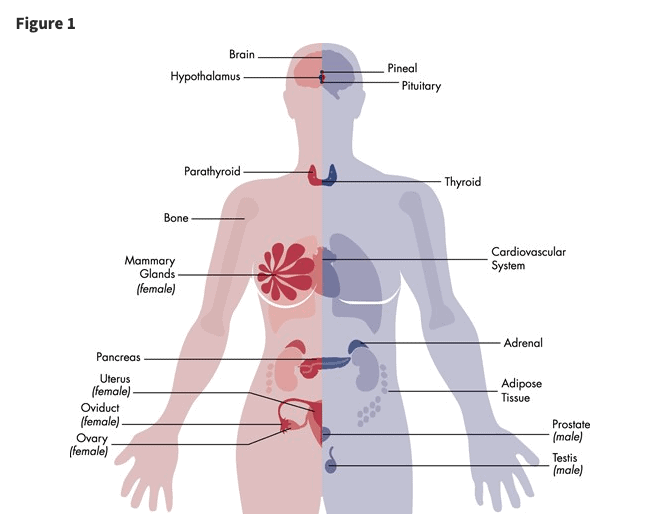 tissues and organs that EDCs target tissues and organs that EDCs target