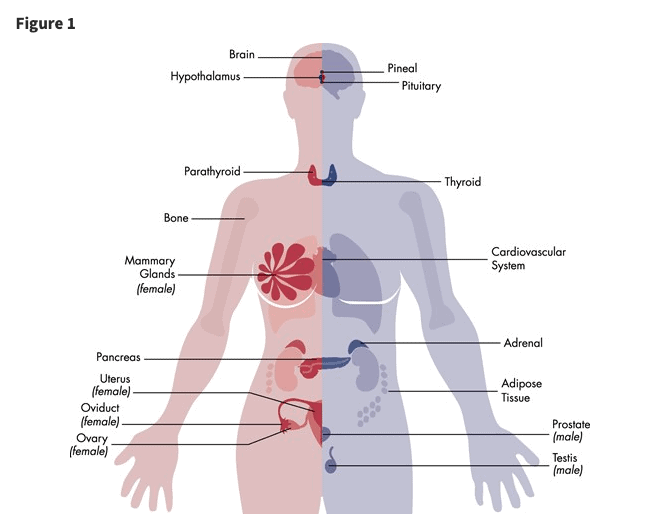 tissues and organs that EDCs target