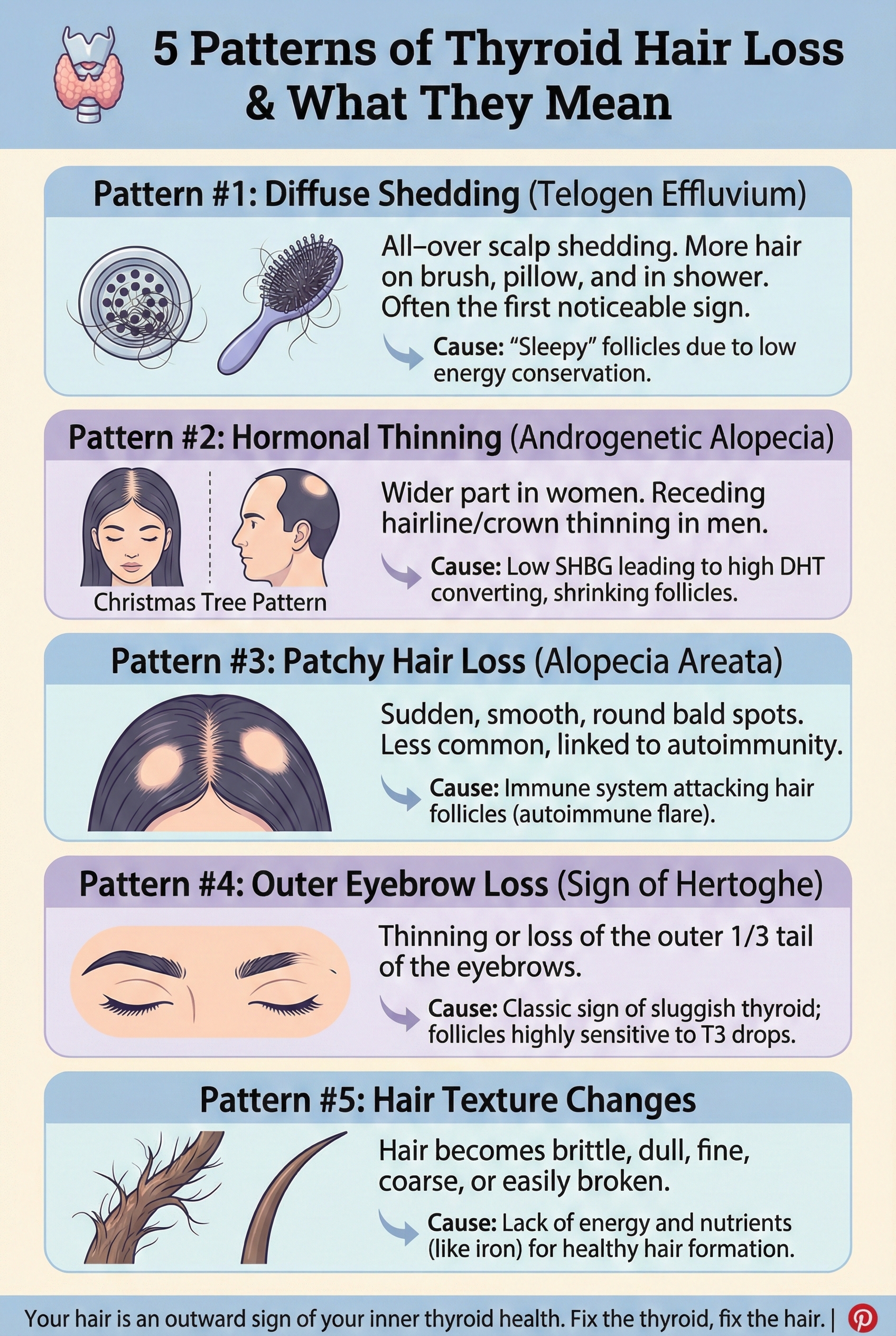 5 patterns of thyroid hair loss infographic