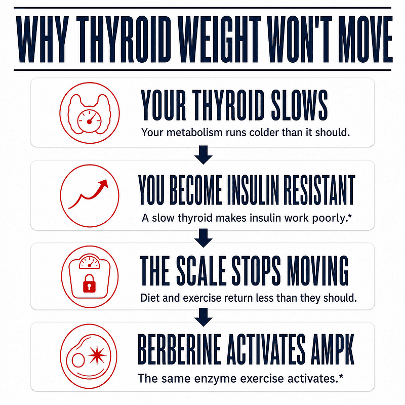 Why thyroid weight won't move: a slow thyroid, insulin resistance, a stalled scale, and how berberine activates AMPK, the same enzyme exercise activates