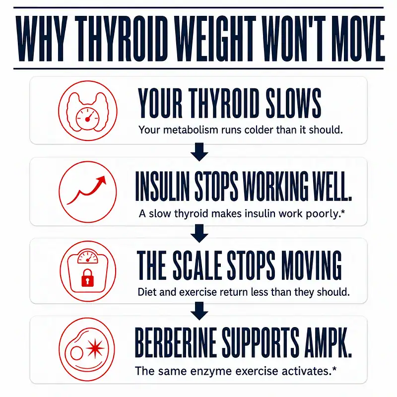 Four-panel Berberine 500+ graphic showing a slow thyroid, insulin working poorly, stalled weight loss, and berberine support for AMPK.